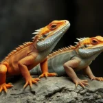 bearded dragon dream meanings