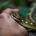 being bitten by a snake dream meaning