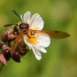 being stung by a wasp dream meaning