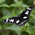 black and white butterfly dream meaning