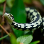 black and white striped snake dream meaning