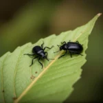 black beetles dream meaning