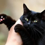 black cat trying to hold on to your dream meaning