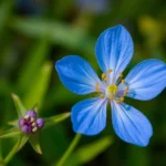 blue flower dream meaning