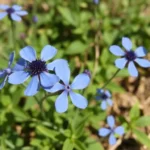 blue flowers dream meaning