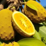 breadfruit dream meaning