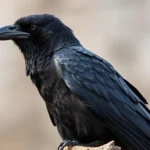 crow dream meaning