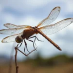 dead dragonfly dream meaning