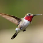 dead hummingbird dream meaning