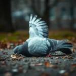 dead pigeon dream meaning