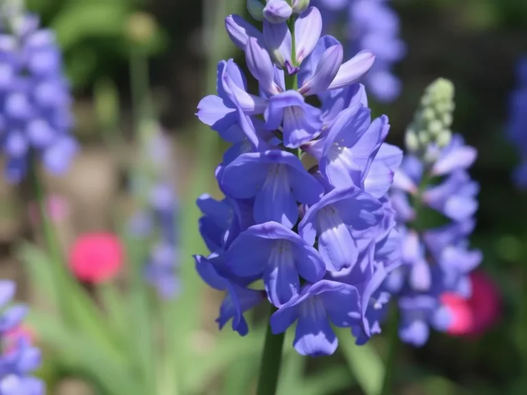 Dream About Delphinium Dream Meaning: Unraveling the Symbolism