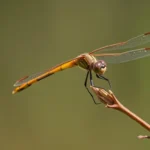 dragonfly dream meaning