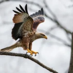 eagle fighting hawk dream meaning