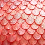 fish scales dream meaning