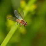 flying insects dream meaning