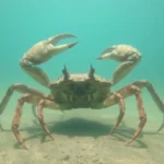 giant crab dream meaning