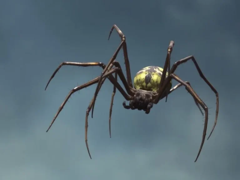 Dream About Giant Spider Dream Meaning: Unraveling Your Nighttime Visions