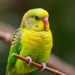 green parakeet dream meaning