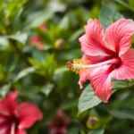 hibiscus dream meaning