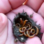 inchworms coming out of hole in hand dream meaning
