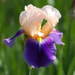 iris dreams meaning and spiritual meaning