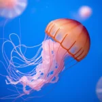 jellyfish dream meaning