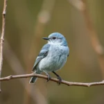 light blue bird dream meaning