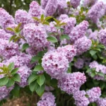 lilac bush dream meaning