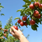 picking fruit from a tree dream meaning