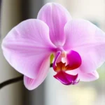 pink orchid your dream meaning