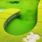 pool covered in moss and algae dream meaning