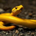 yellow snake bite dream meaning